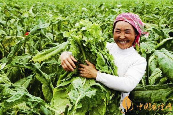 煙葉稅是什么，煙葉稅如何計算