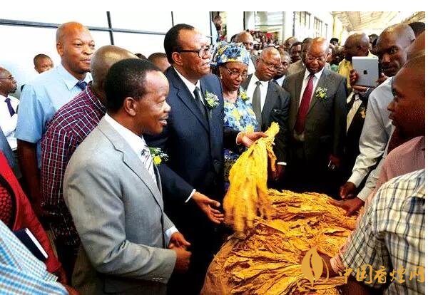 津巴布韋煙葉為什么好，黃金煙葉成為國寶