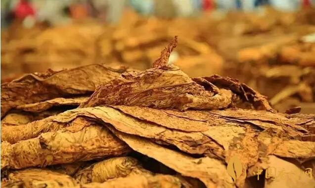 津巴布韋煙葉為什么好，黃金煙葉成為國寶